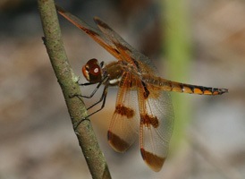 Painted Skimmer